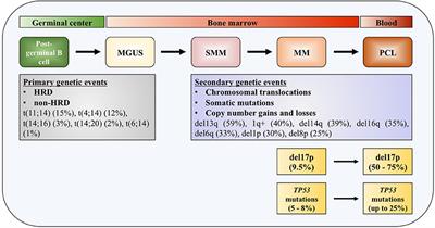 Deregulation and Targeting of TP53 Pathway in Multiple Myeloma